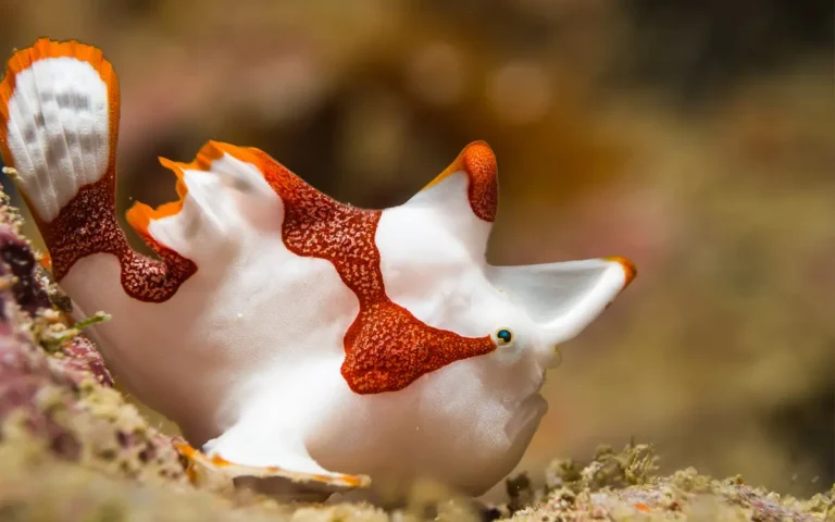 Frogfish