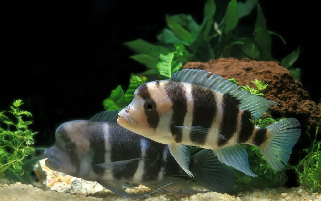 Frontosa Cichlid