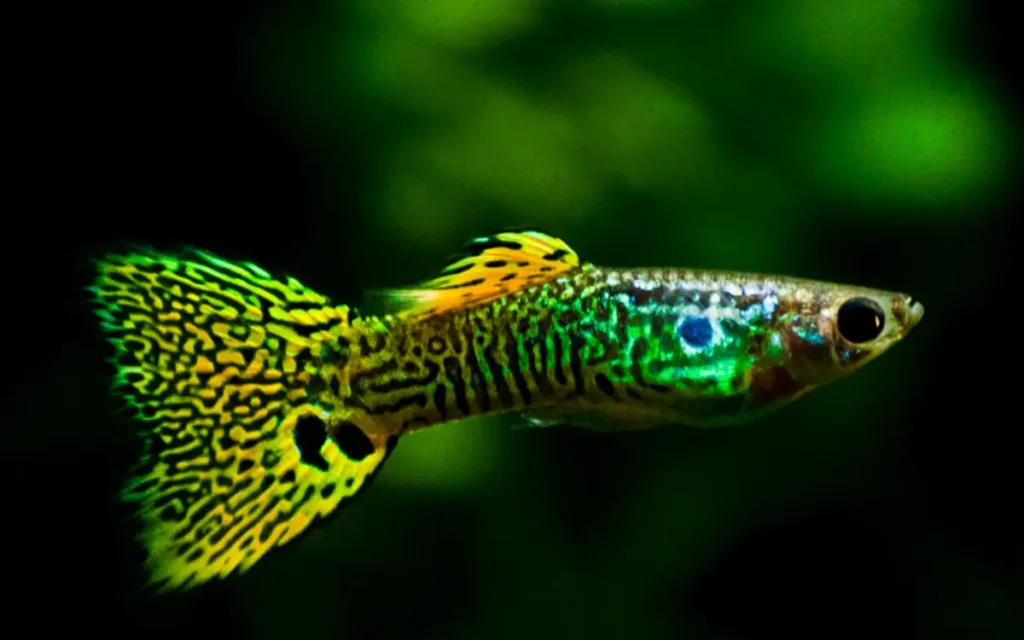 Green Guppies