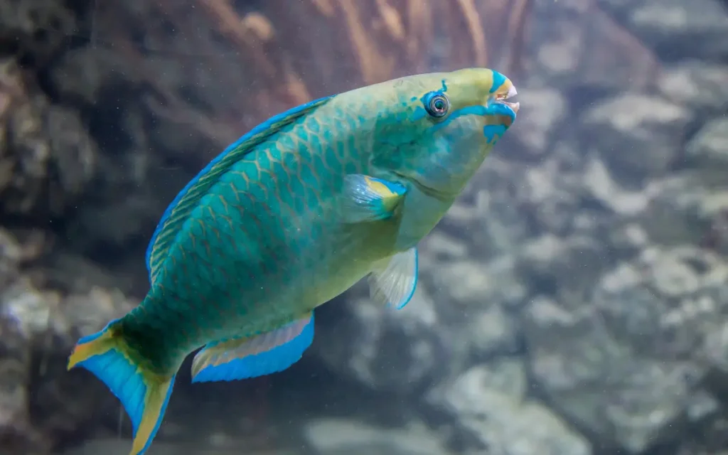 Green Humphead Parrotfish