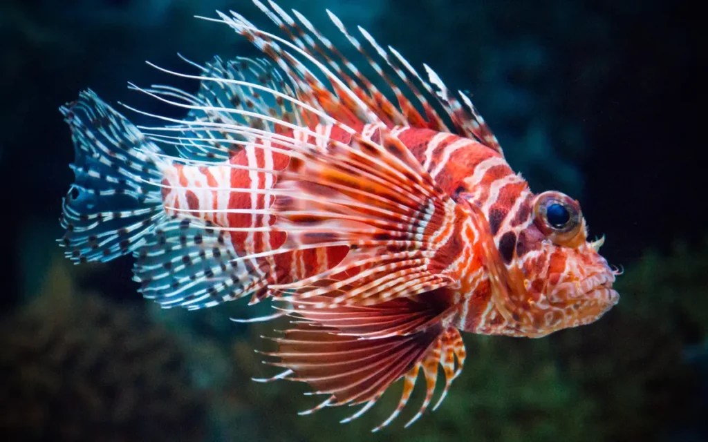 Hawaiian Lionfish