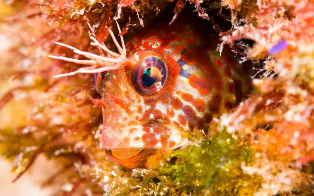 Hump headed Blenny