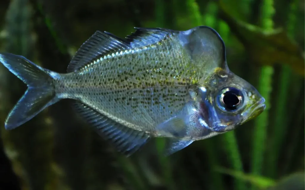 Humphead Glassfish