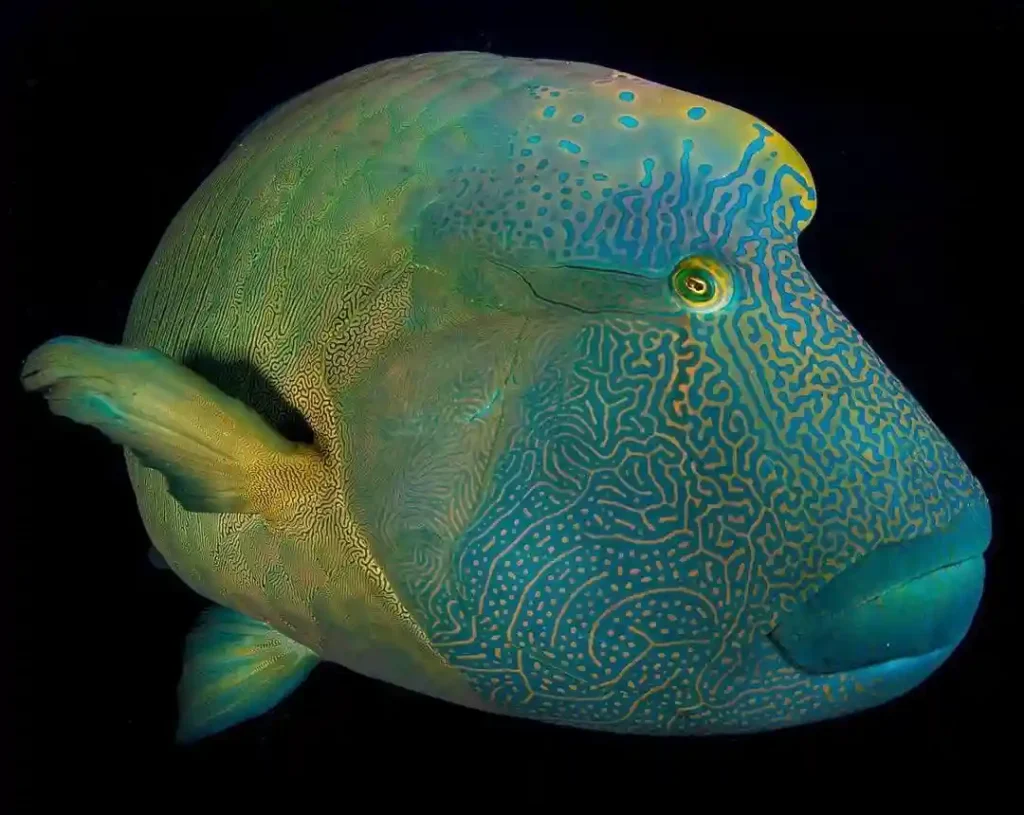 Humphead Wrasse