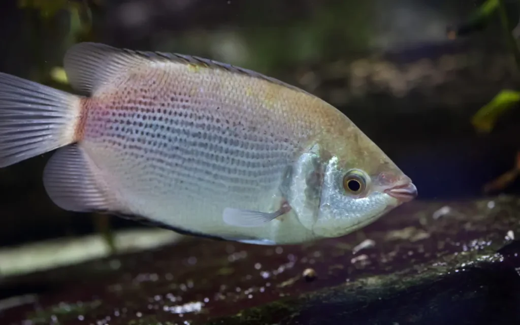 Kissing Gourami