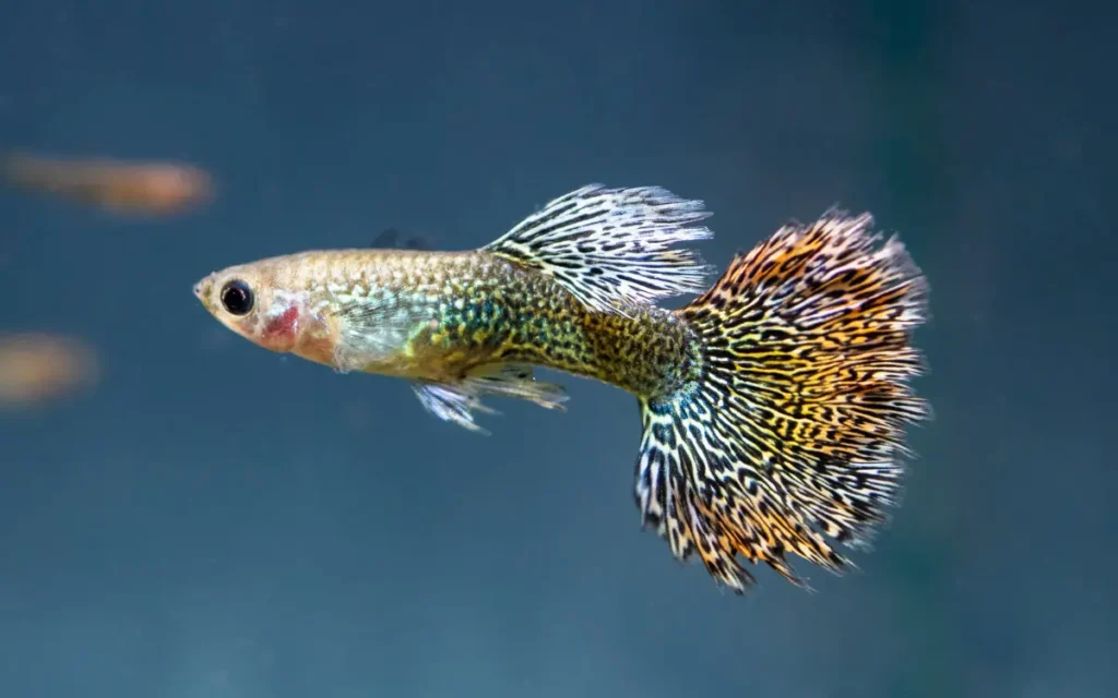 Leopard Guppies