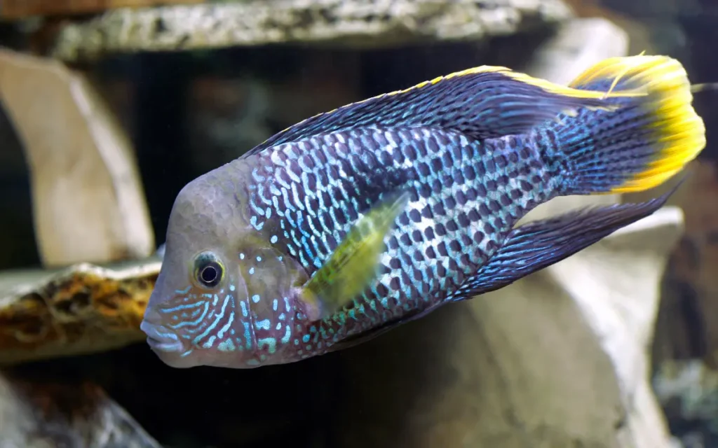 Lionhead Cichlid