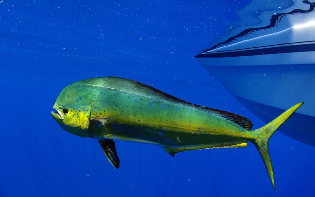 Mahi Mahi