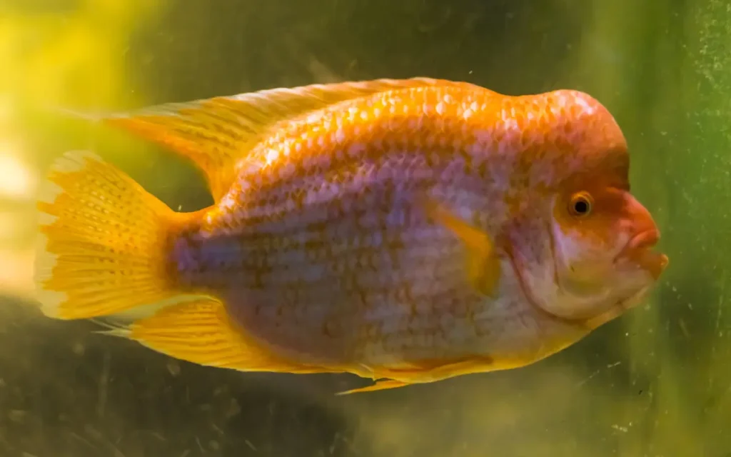 Midas Cichlid