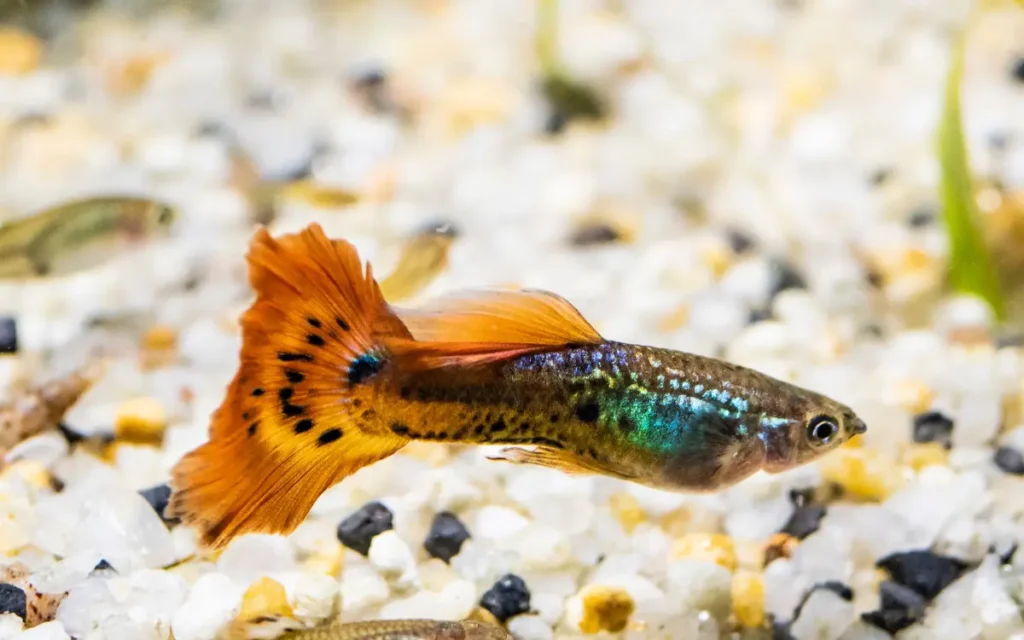 Mosaic Guppies