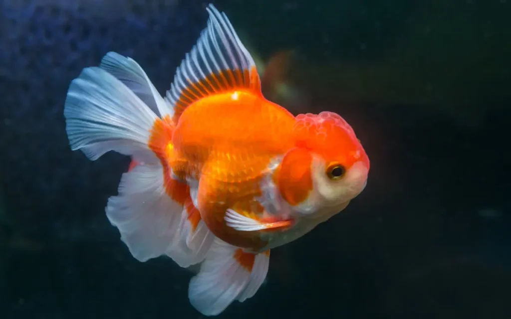 Oranda Goldfish