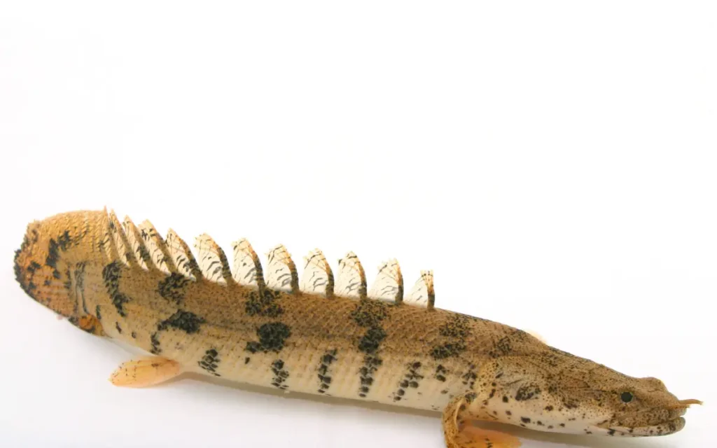 Polypterus Lapradei