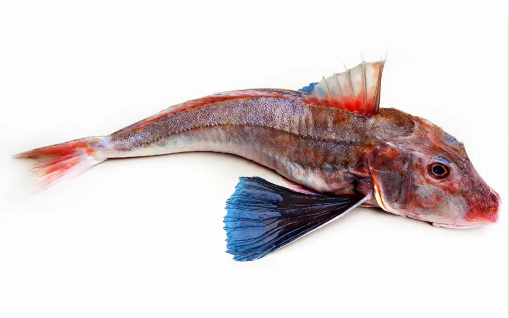 Red Gurnard