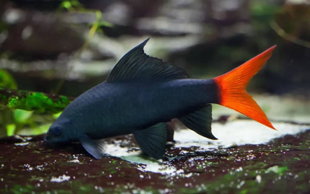 Red Tail Shark eating on a aquarium