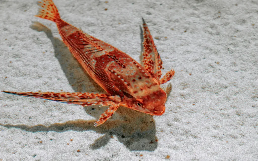 Sea Robin