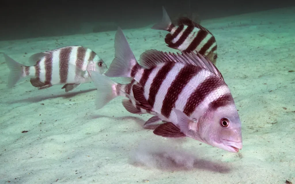 Sheepshead