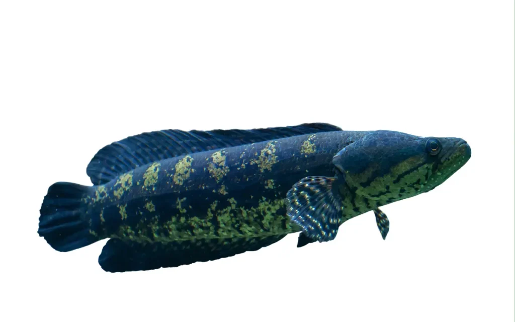 Snakehead Fish