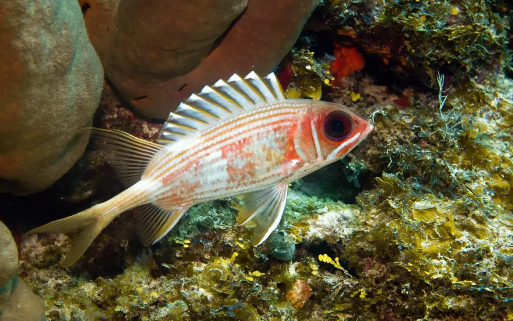 Squirrelfish 1