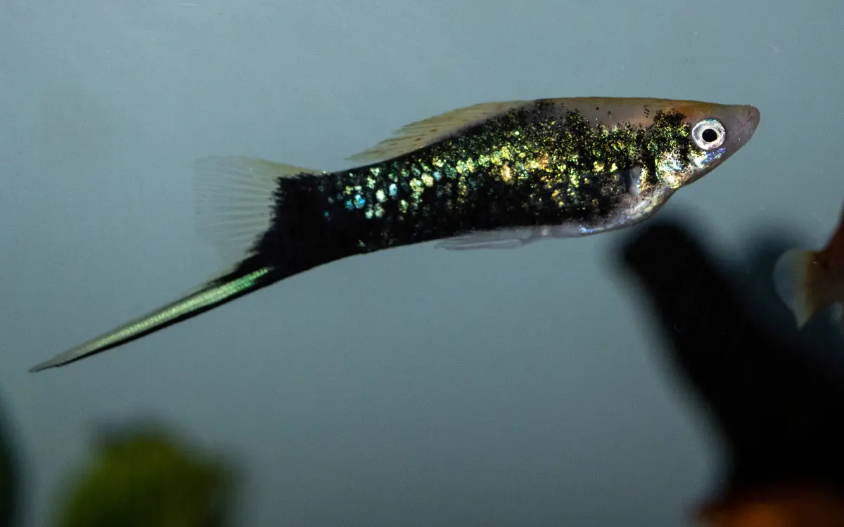 Swordtail Guppies