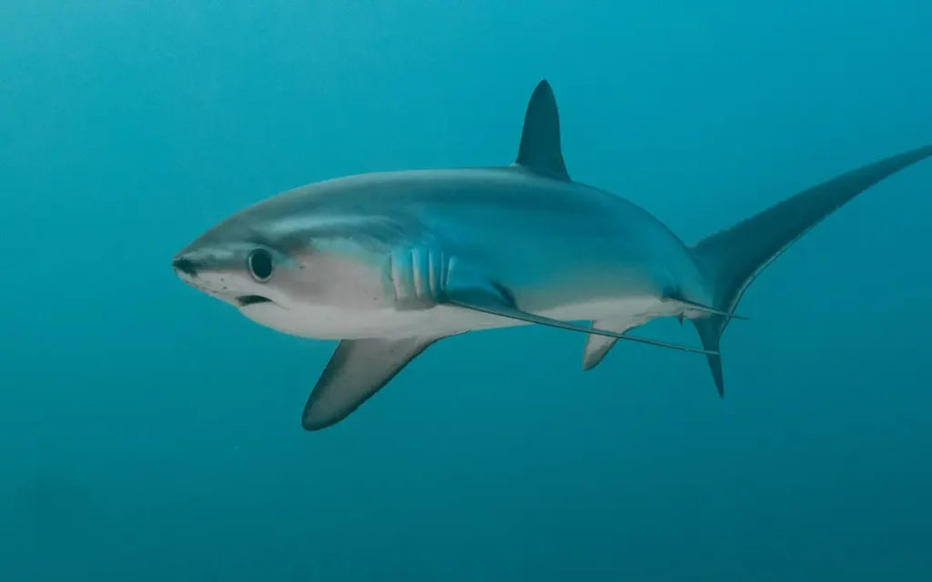 Thresher Shark