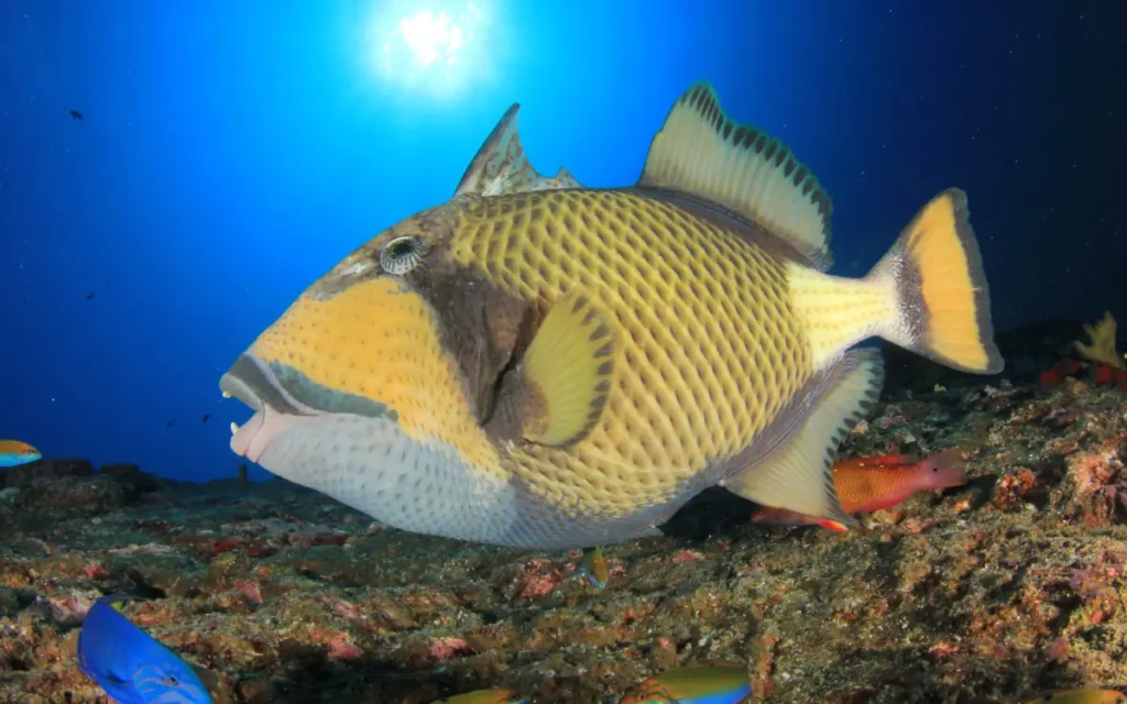 Triggerfish