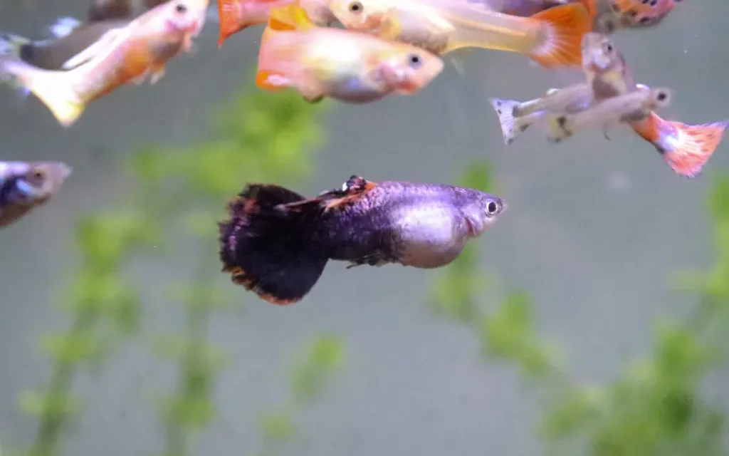 Tuxedo Guppies