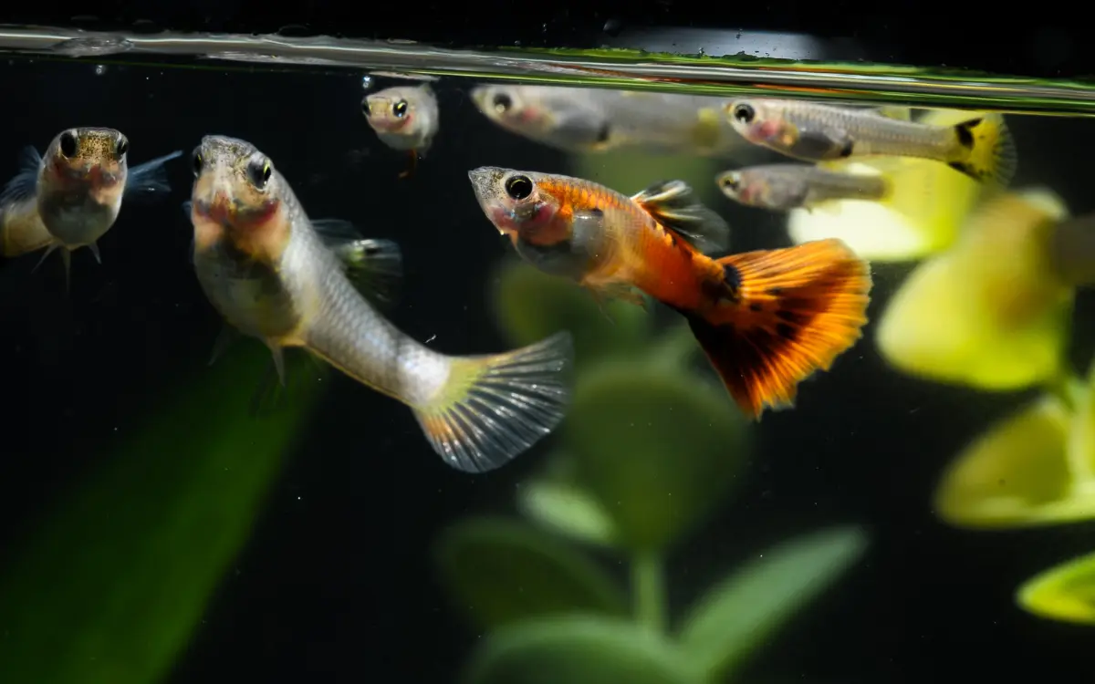 Types of Guppies Fish