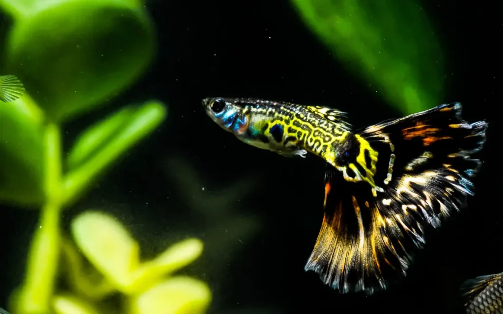 Veil Tail Guppies