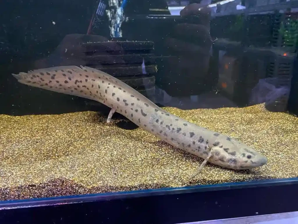 West African Lungfish