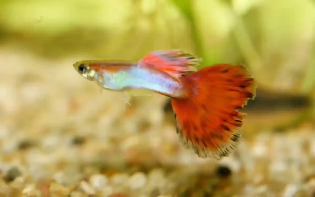 spade tail guppy