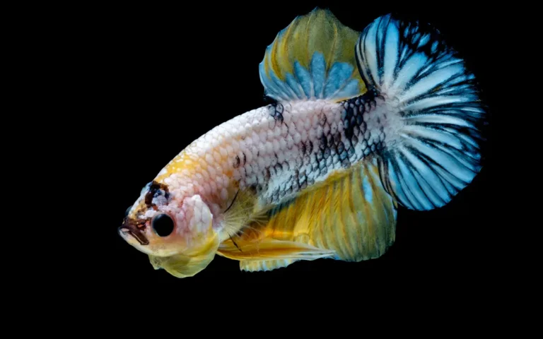 Are Betta Fish Smart