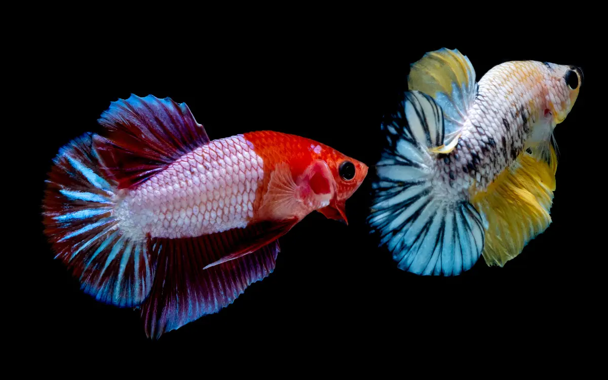 Betta Fish Fights with each other