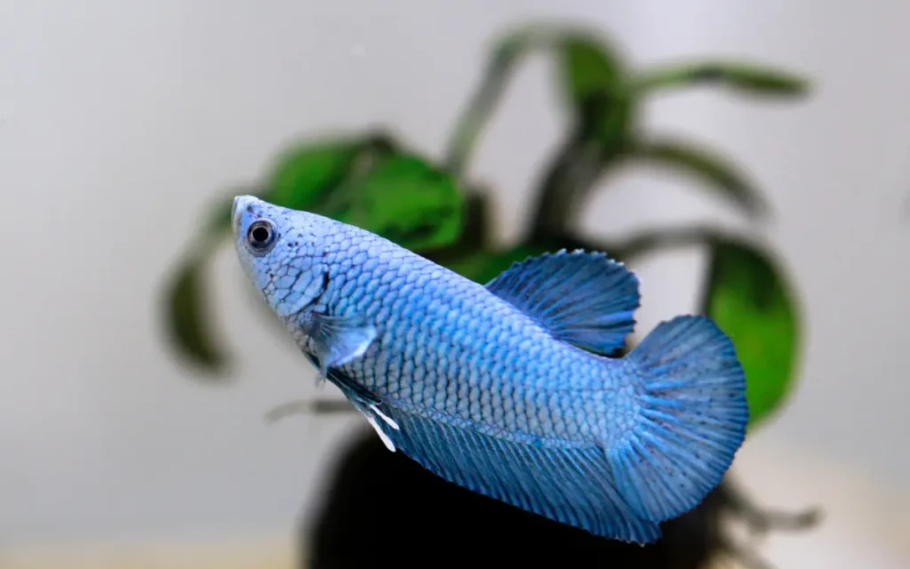 Betta Fish Laying Tank