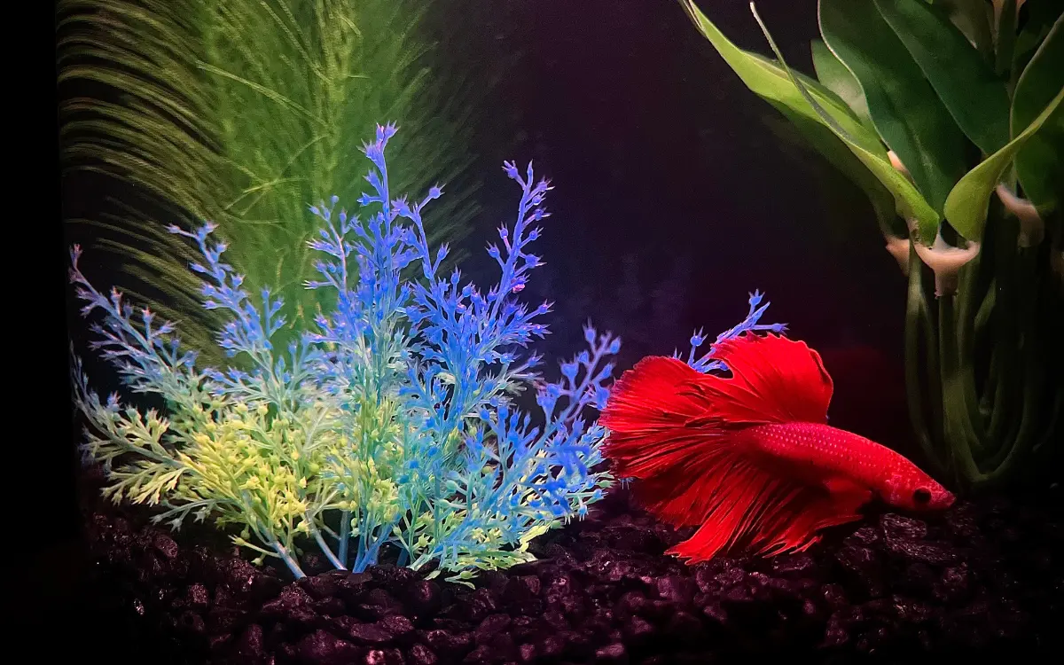 Betta Fish Laying on Bottom of Tank