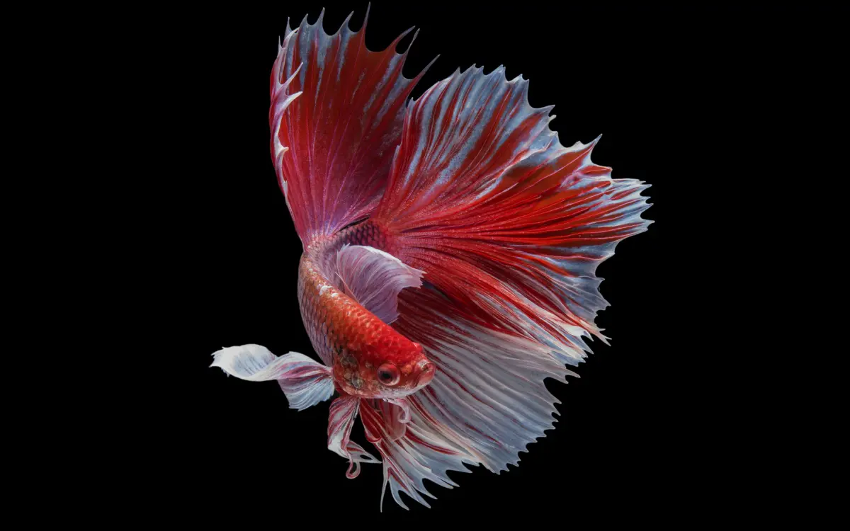 Betta Fish Names