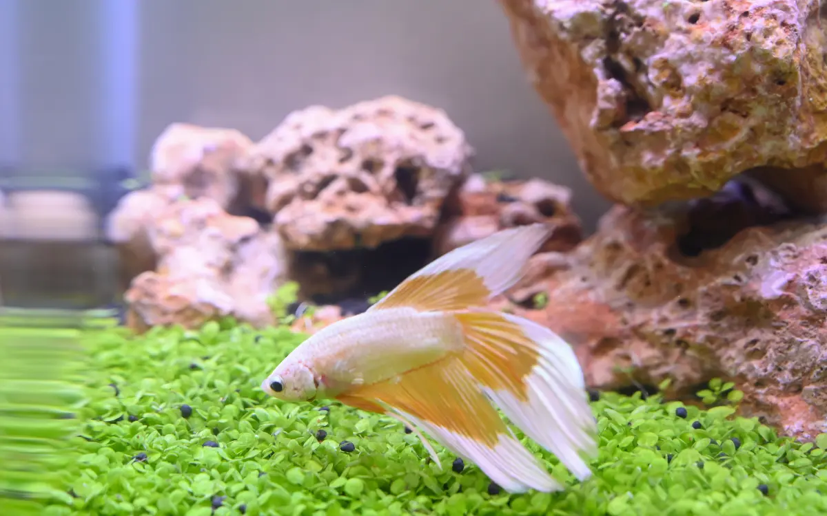 Betta Fish Tank Setup Beginner Guide