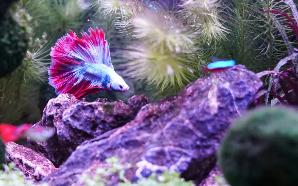 Betta Fish auqariums