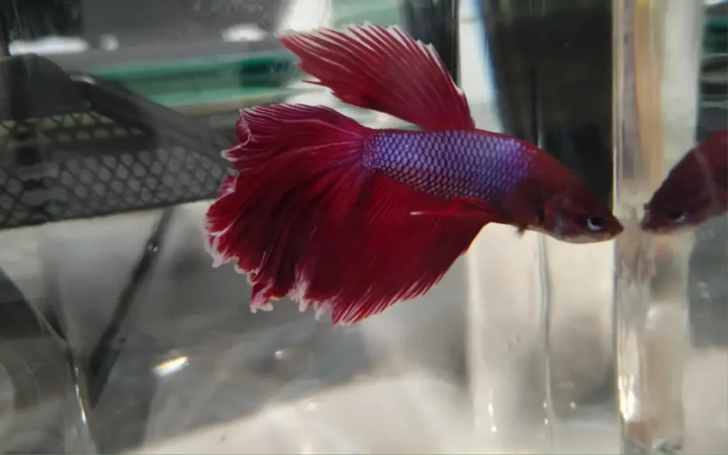 Betta on a tank