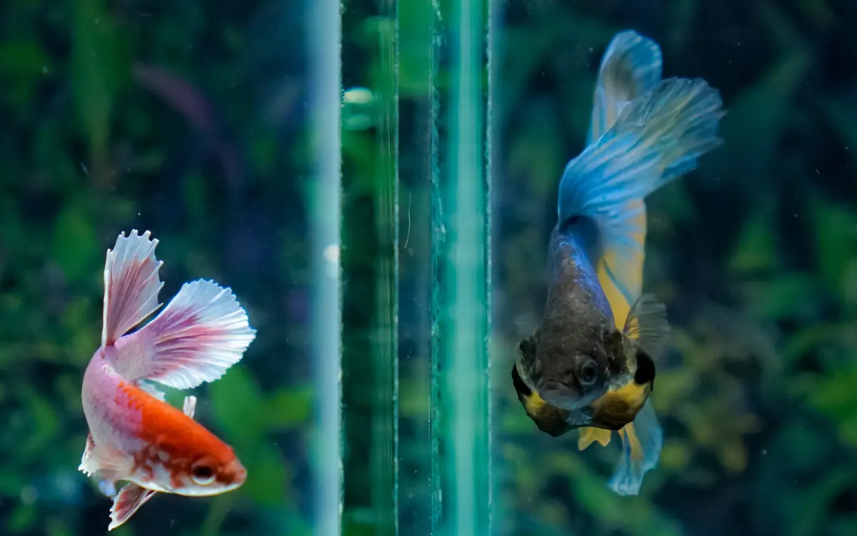 Can Male and Female Betta Fish Live Together