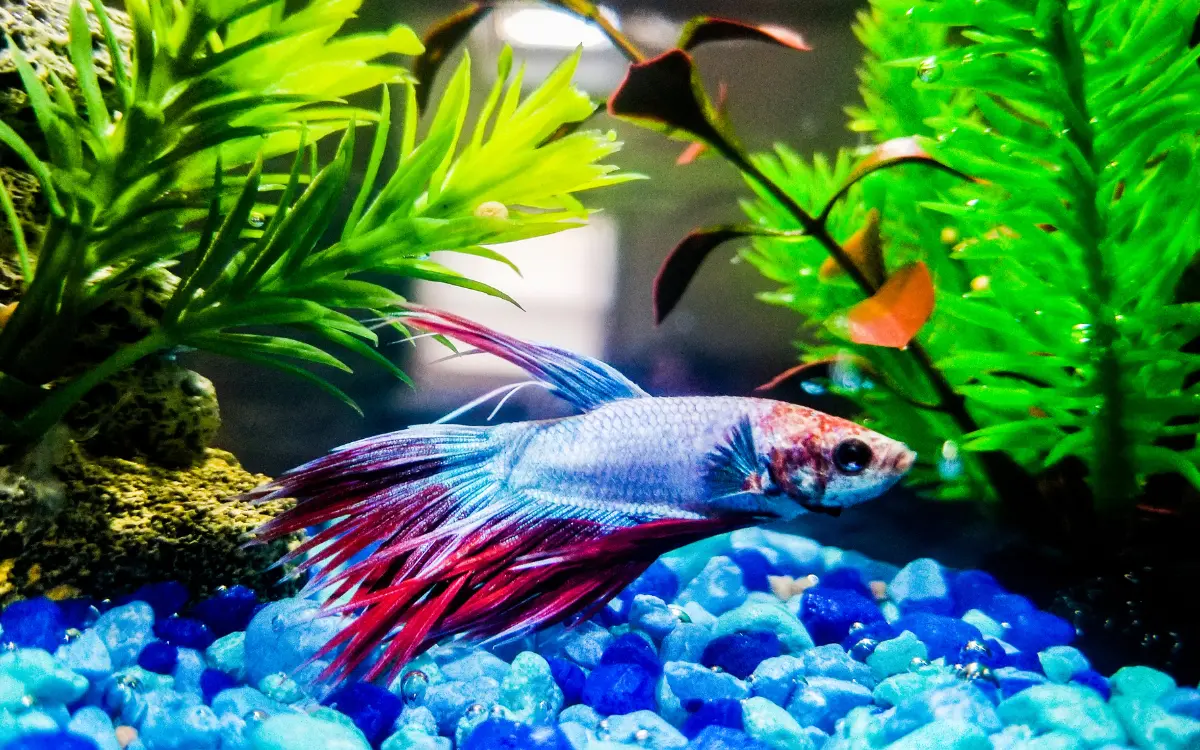 How to Keep Betta Fish Warm Without a Heater