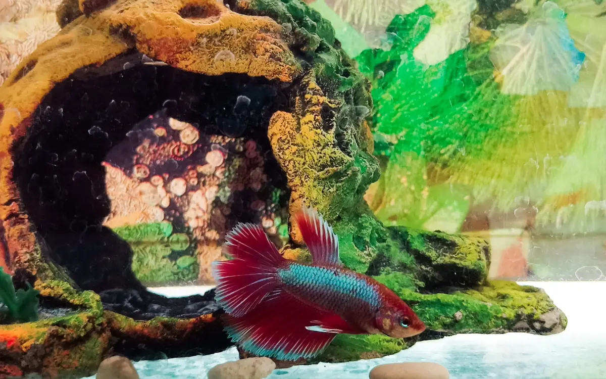 How to Train a Betta Fish