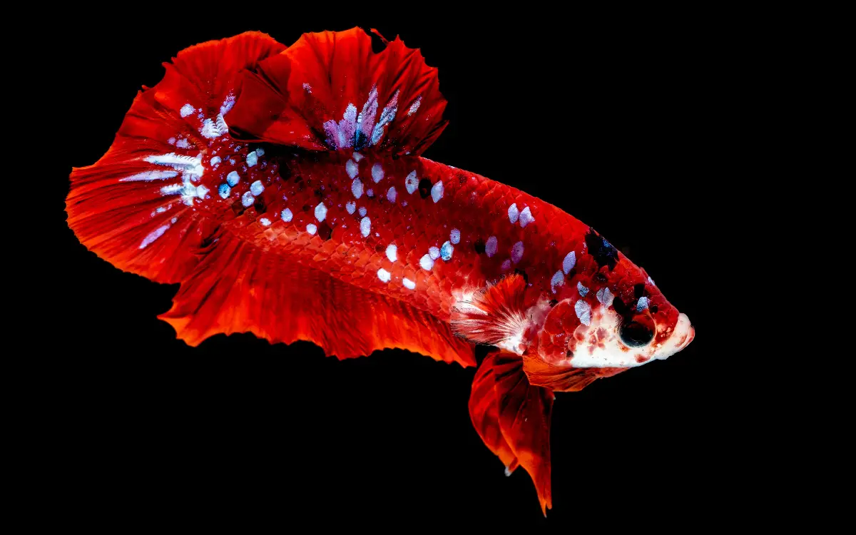 Red betta fish