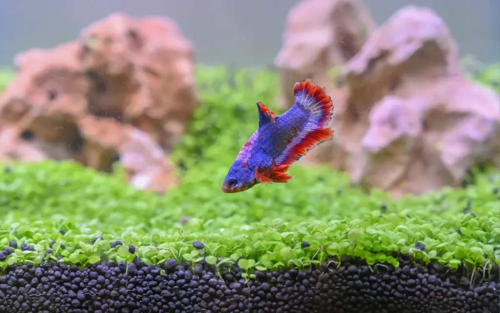 proper ph for betta fish