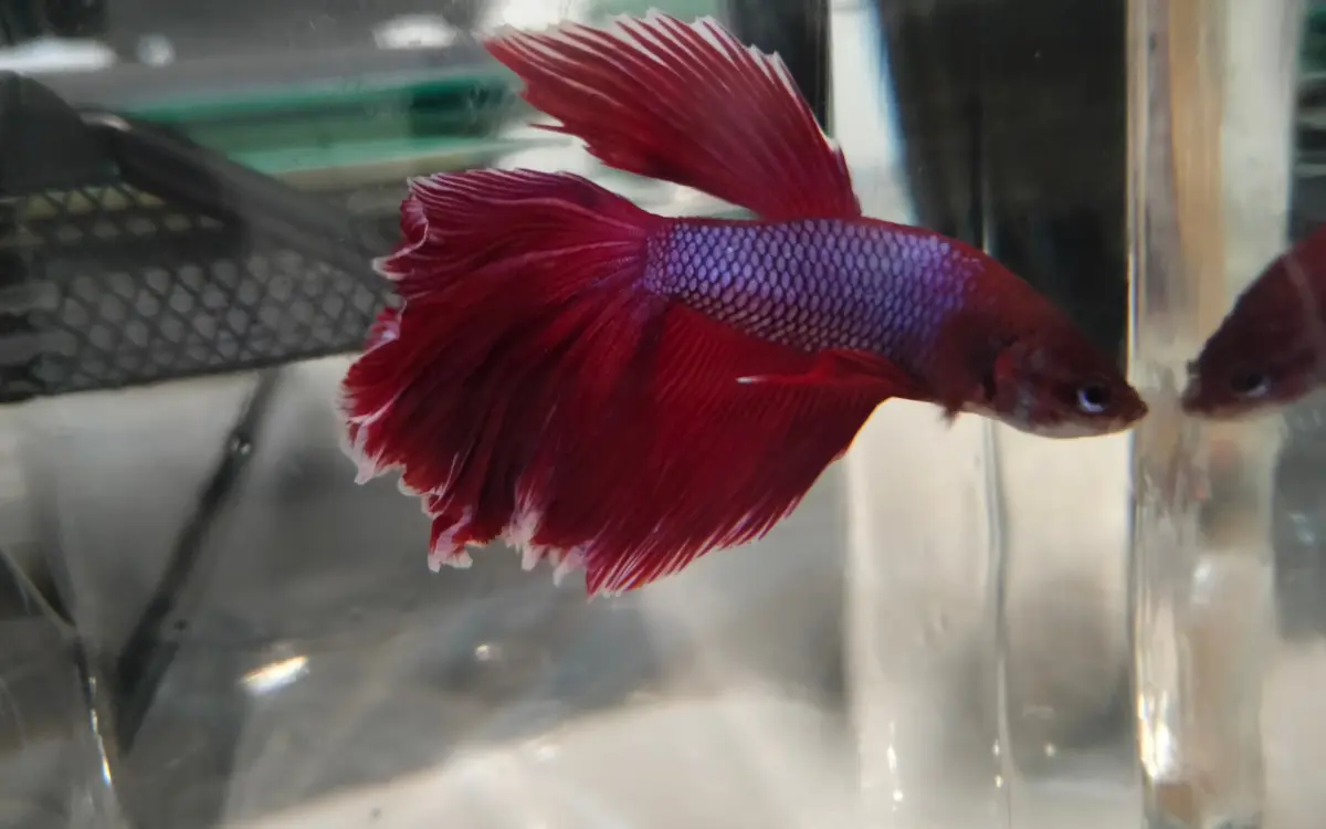 How to Clean a Betta Fish Tank