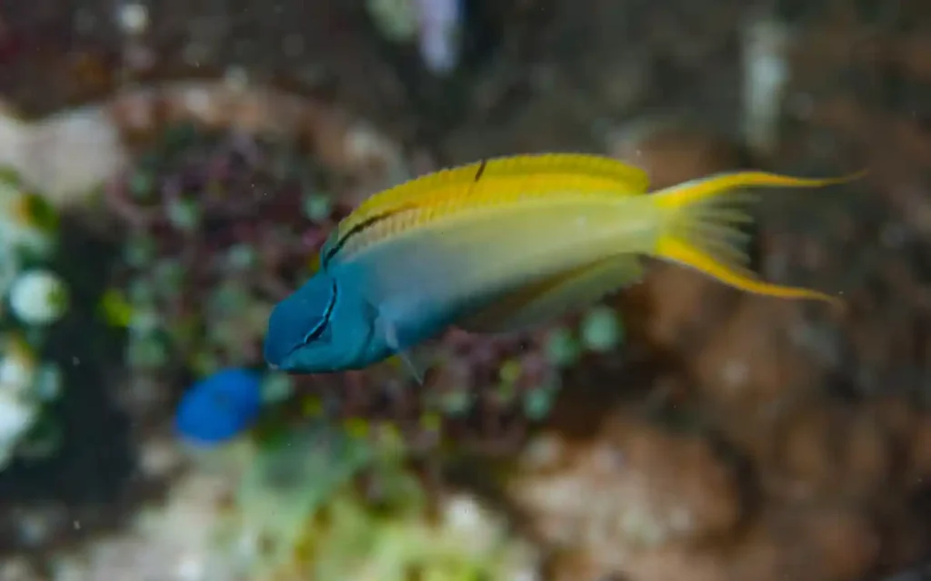 Bicolor Blenny
