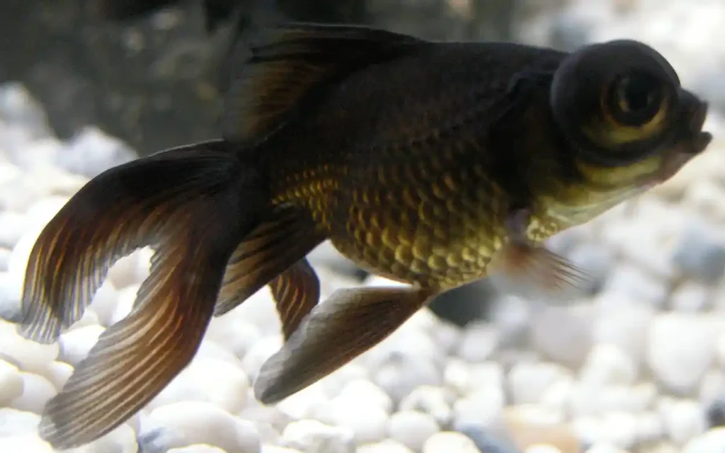 Black Moor Goldfish