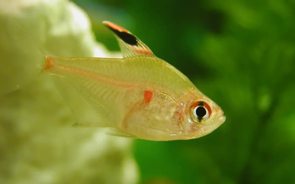 Bleeding Heart Tetra