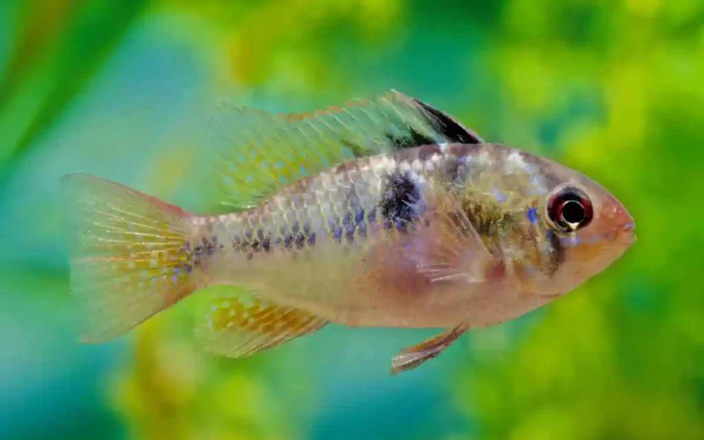 Blue Ram Cichlid