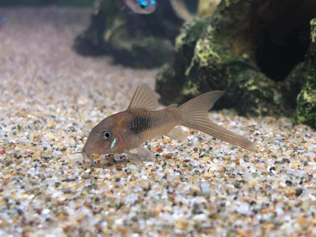 Bronze Corydoras