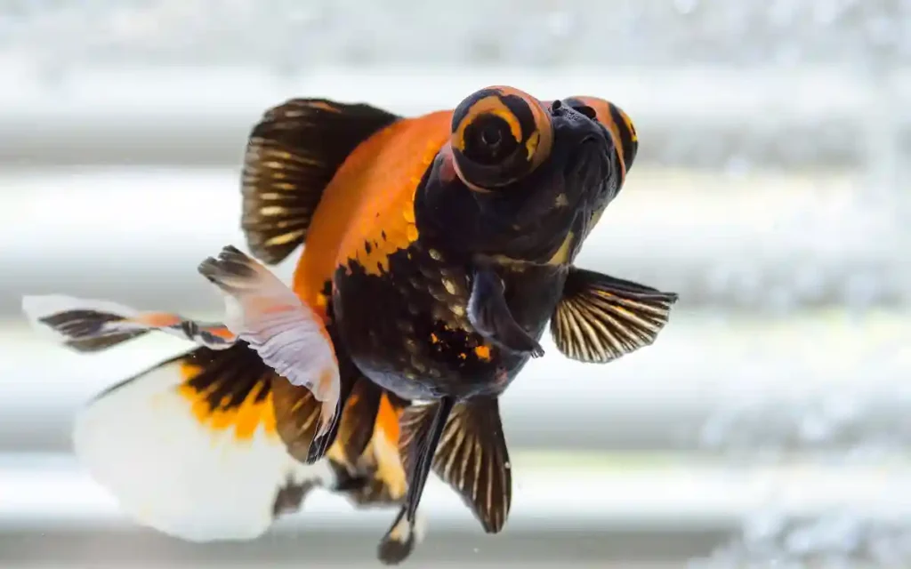Butterfly Telescope Goldfish